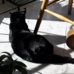 Good day sunshine…