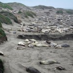 Elephant seals and snot…