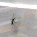 Yellow-fever mosquito hunter…