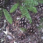 Pancakes,pinecones, and pirates…