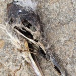A rotting bird skull before lunch…