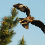 Jeff gives us the bird…